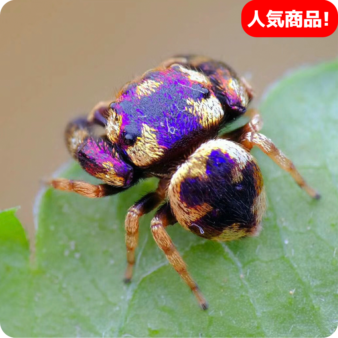 1_70dcfca3-ba1c-4561-864a-