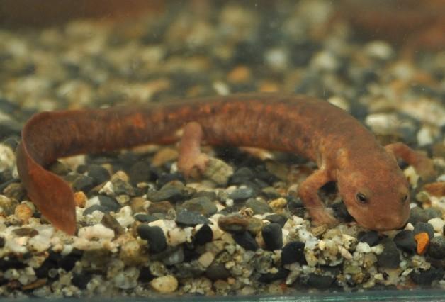 ムハンフトイモリ(Paramesotriton labiatus)