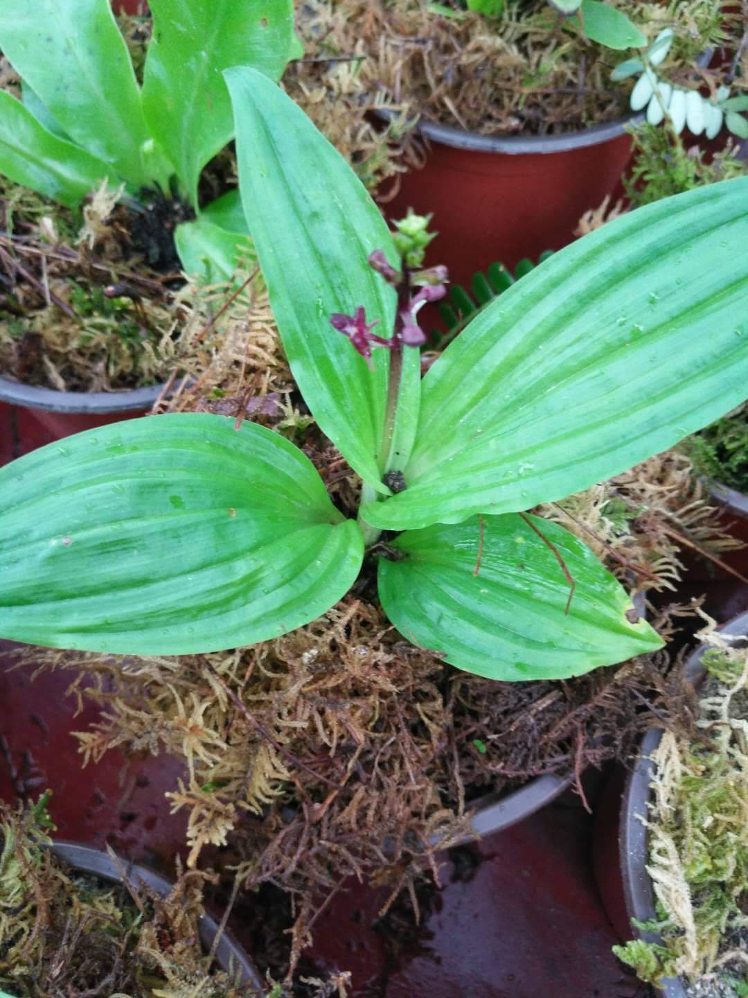 エビネ(Calanthe discolor)