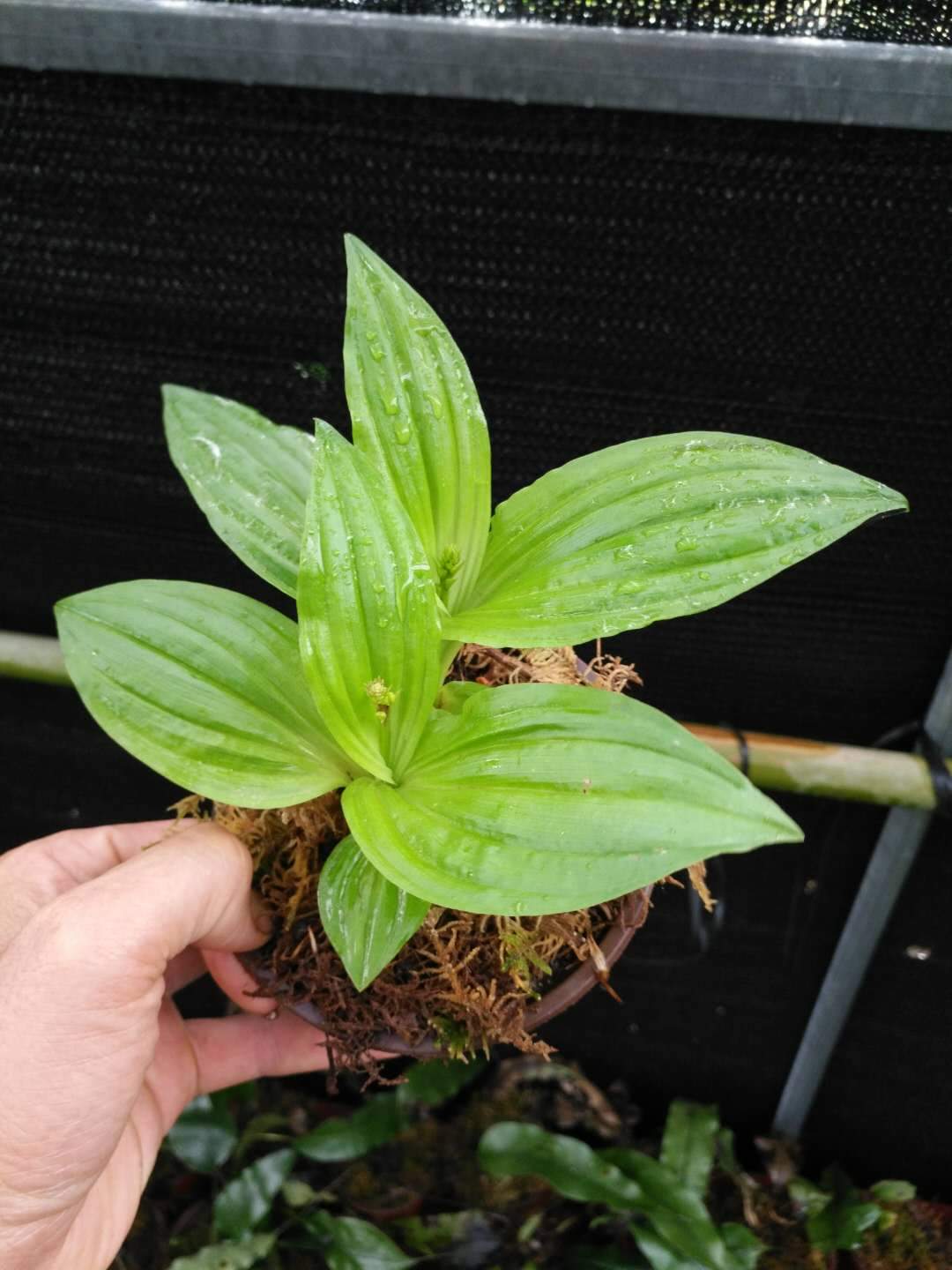 エビネ(Calanthe discolor)