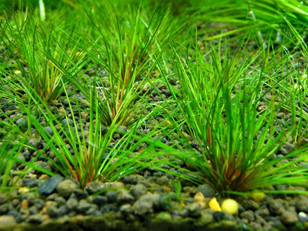 ホシクサキング クリムゾン ( Centrolepis sp )