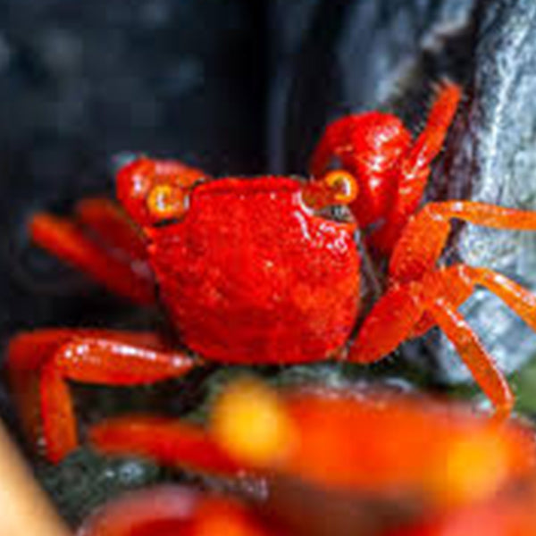 番茄惡魔蟹 Tomato Vampire Crab (Geosesarma sp)