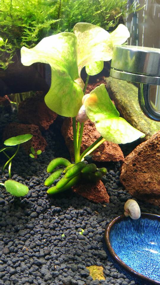 バナナプラント (Nymphoides aquatica)