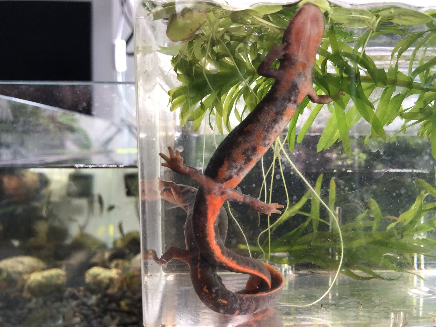 ムハンフトイモリ(Paramesotriton labiatus)