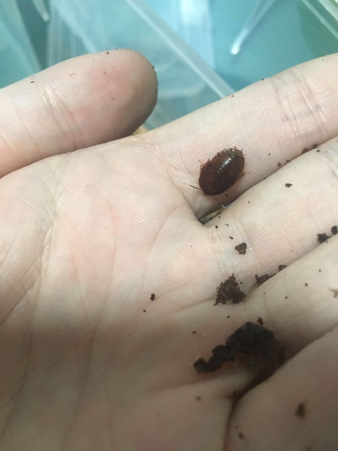 アカボシルリゴキブリ