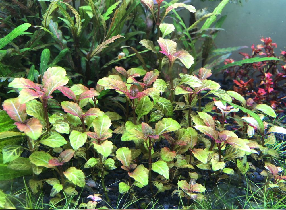 ヘミグラフィス ( Hyptis lorentziana )
