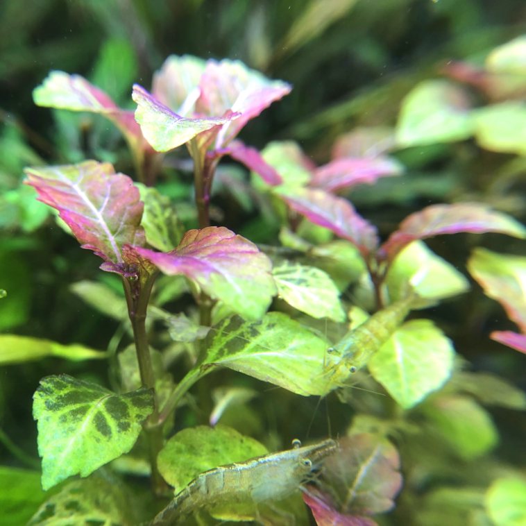 ヘミグラフィス ( Hyptis lorentziana )