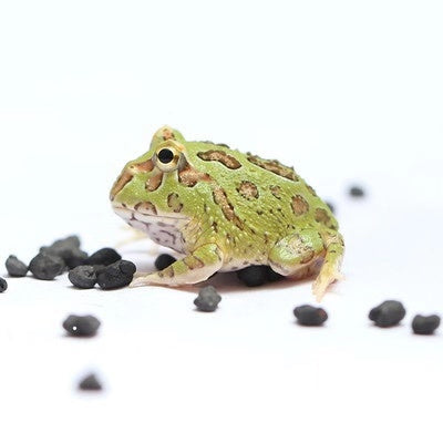 緑クランウェルツノガエル 【おまけつき】