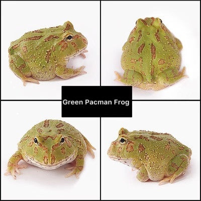 緑クランウェルツノガエル 【おまけつき】