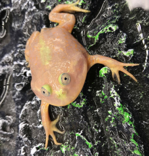 マルメタピオカガエル