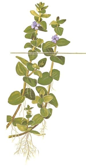 ウォーターバコパ (Bacopa caroliniana)