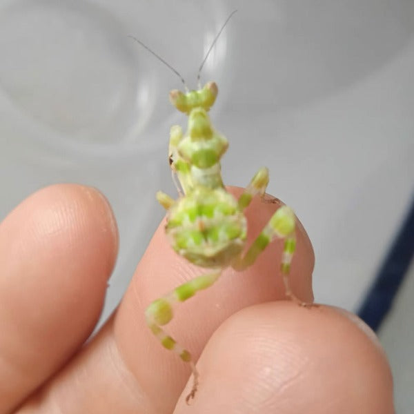 弧紋螳螂 Banded Flower Mantis ( Theopropus sinecus )
