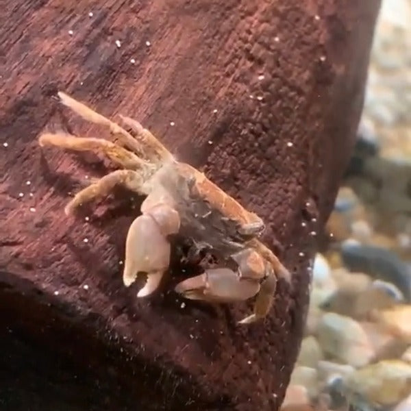 櫻桃蟹 ( Parapyxidognathus deianira )