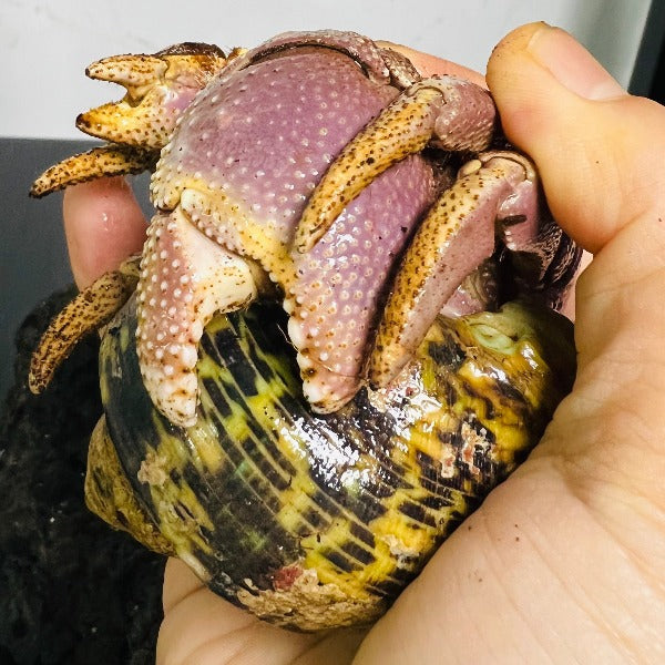 巨型混血短腕寄居蟹 ( Coenobita brevimanus var. Agrressive Hybrid )