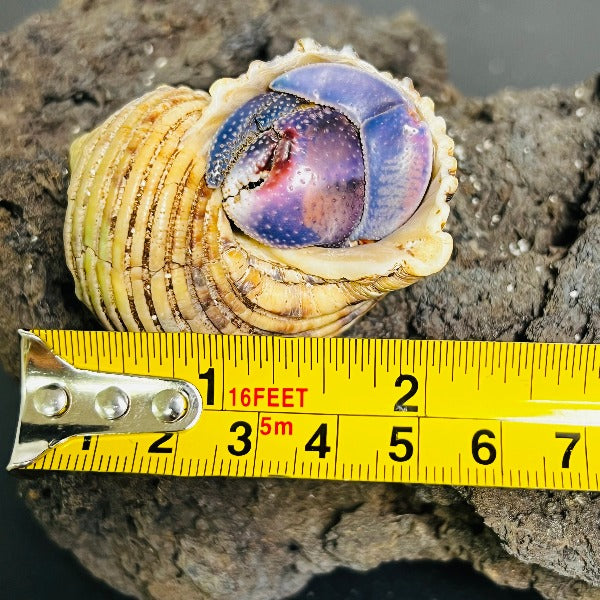 日本紫陸寄居蟹 Japanese Blueberry Hermit Crab ( Coenobita Purpureus )