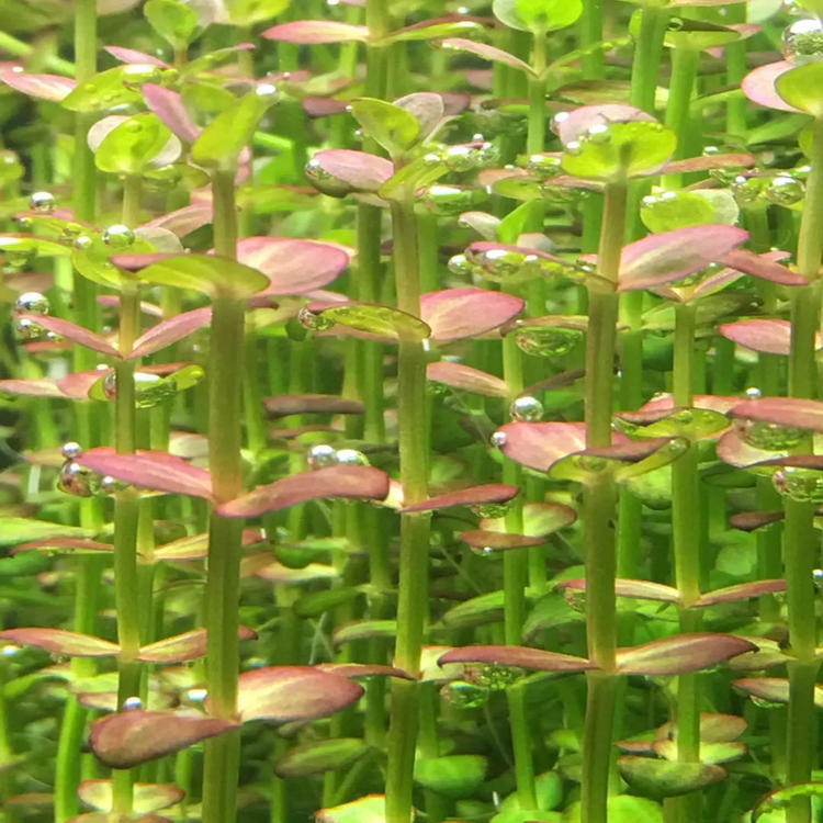 インディアン ドリマリア (Indian lindernia)