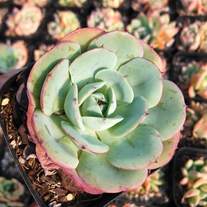 エケベリア アトランティス Echeveria atlantis