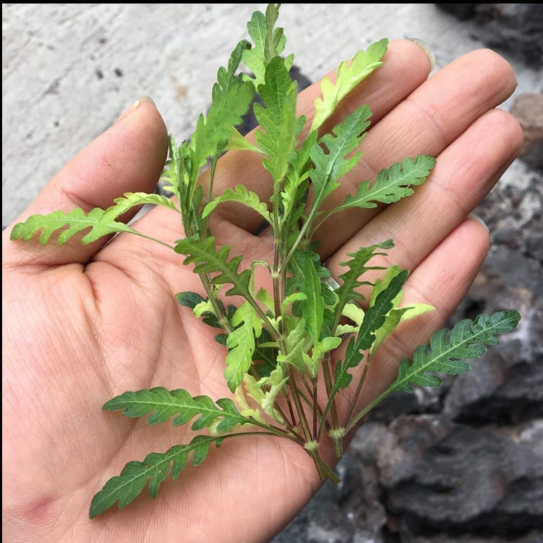 ウォーターウィステリア (Hygrophila pinnatifida)