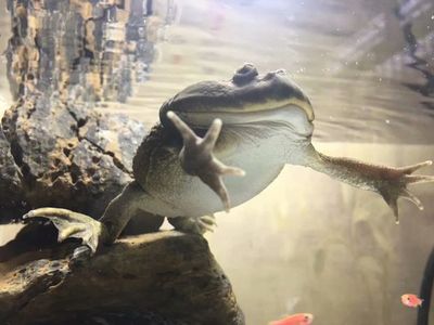 マルメタピオカガエル