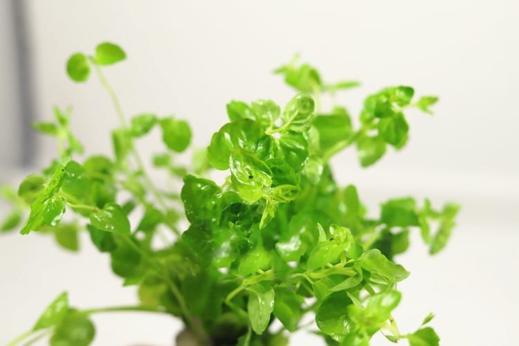 ミズタガラシ(Cardamine lyrata)