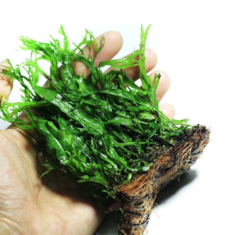 ミクロソリウム ウィンディローブ