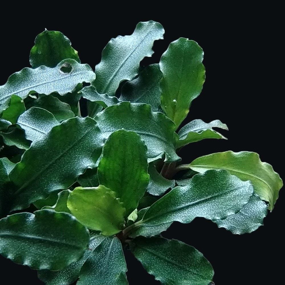 ブセファランドラsp コバルトブルー