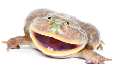 マルメタピオカガエル