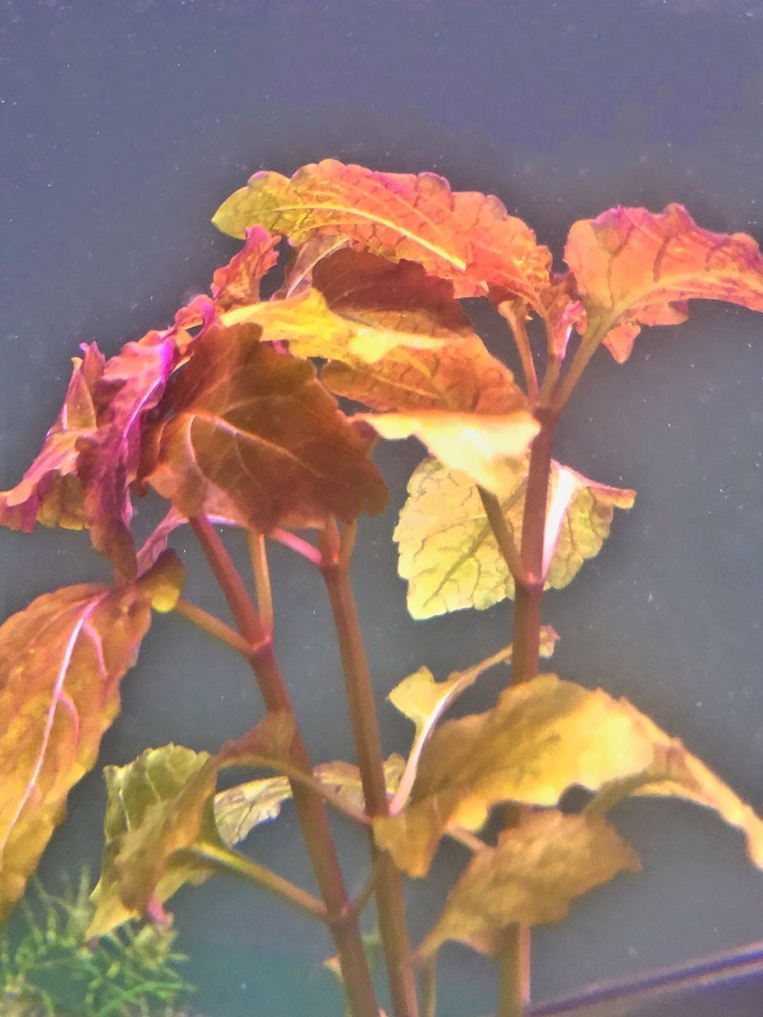 ヘミグラフィス ( Hyptis lorentziana )