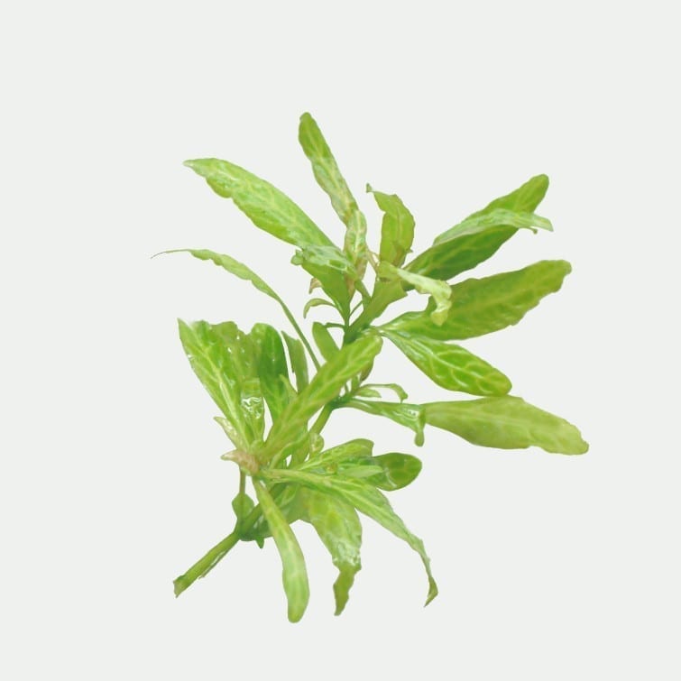 ハイグロフィラ・ポリスペルマ (Hygrophila polysperma)