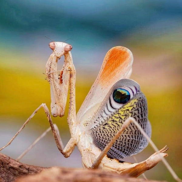 孔雀螳螂 ( Pseudempusa pinnapavonis )
