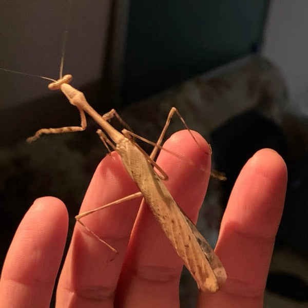 孔雀螳螂 ( Pseudempusa pinnapavonis )