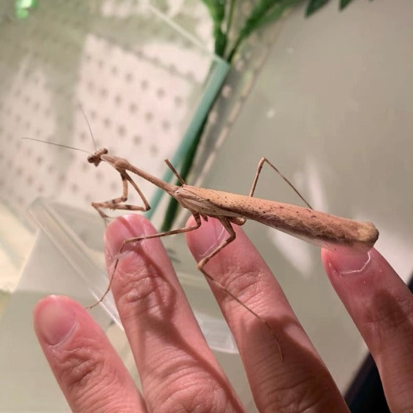 孔雀螳螂 ( Pseudempusa pinnapavonis )