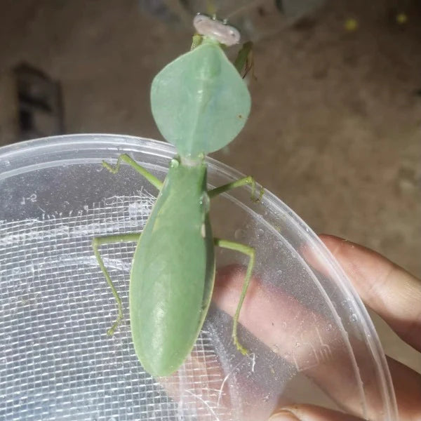 シナシールドカマキリ