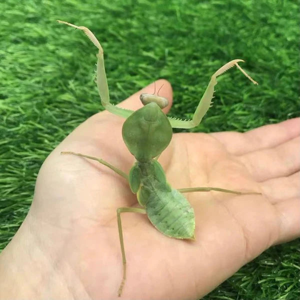 シナシールドカマキリ