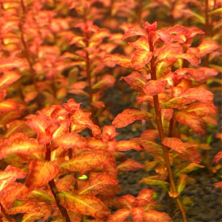 ルドウィジア セネガルエンシス (Ludwigia senegalensis)