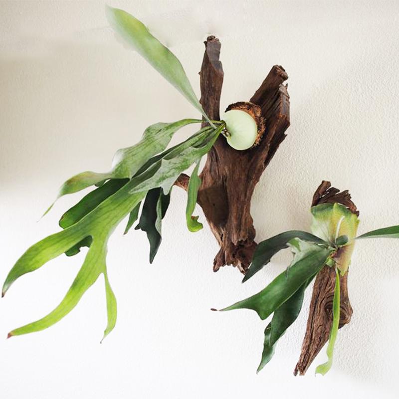 二歧鹿角蕨 Elkhorn Fern (Platycerium bifurcatum)
