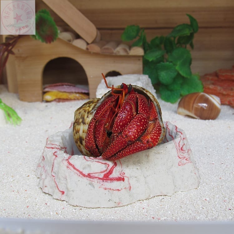 サキシマオカヤドカリ