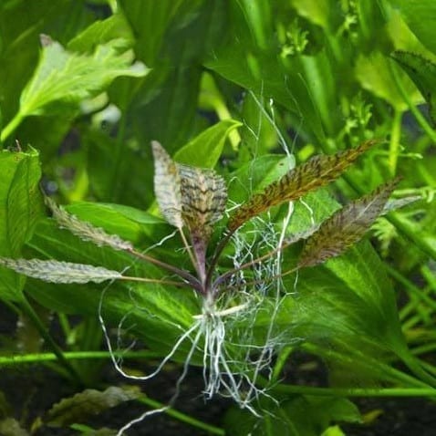 クリプトコリネ ヌーリー