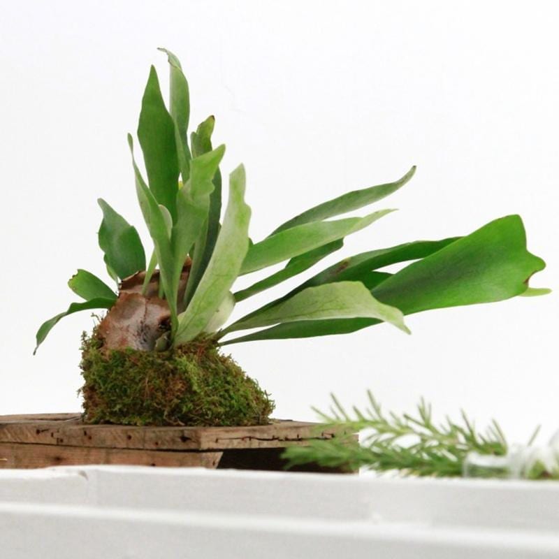 二歧鹿角蕨 Elkhorn Fern (Platycerium bifurcatum)