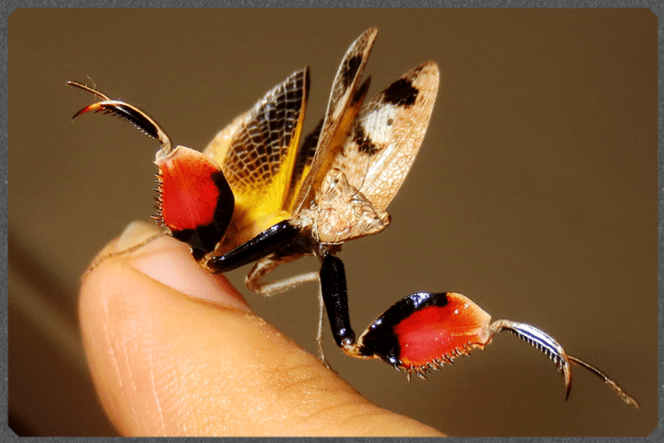 サツマヒメカマキリ