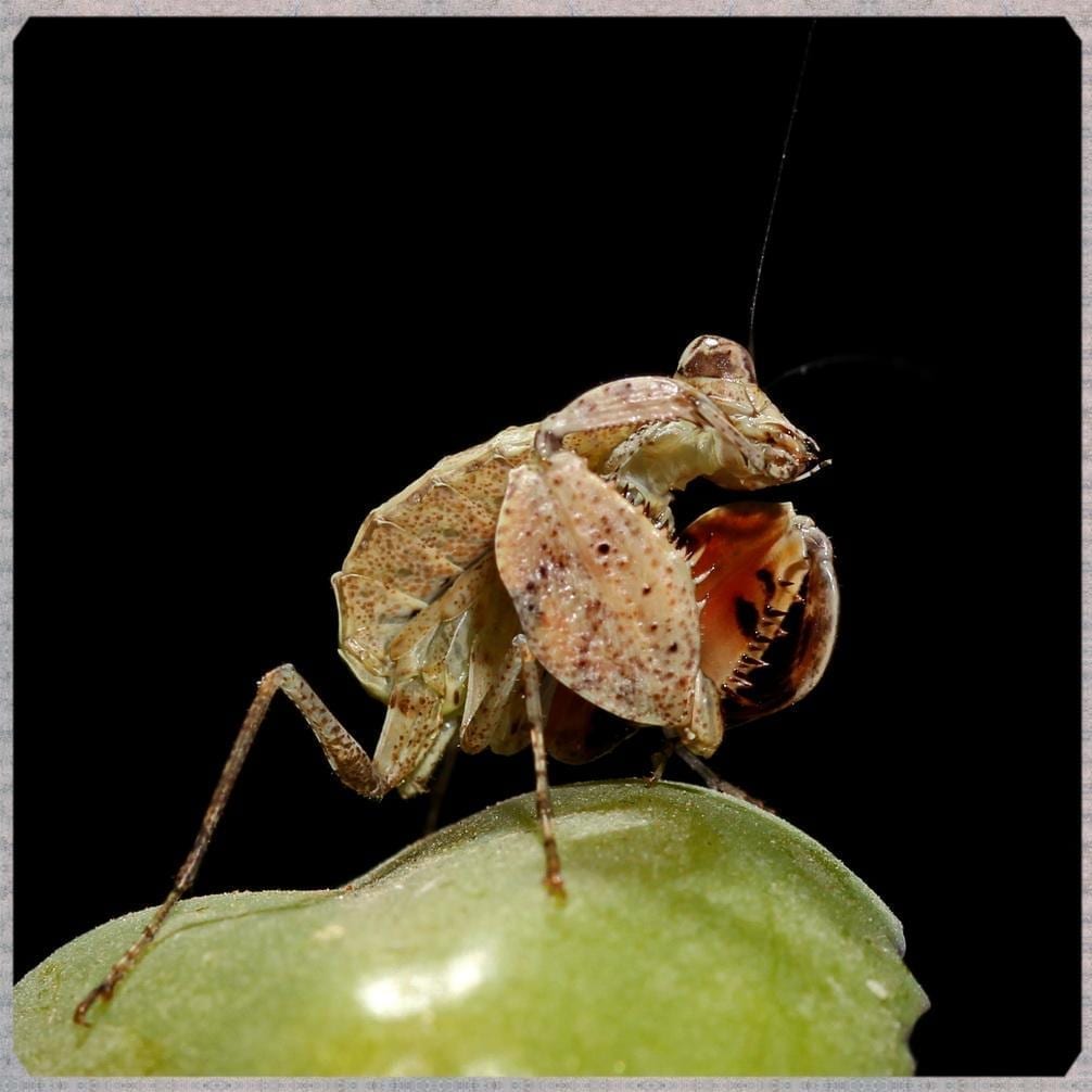 サツマ ヒメ カマキリ