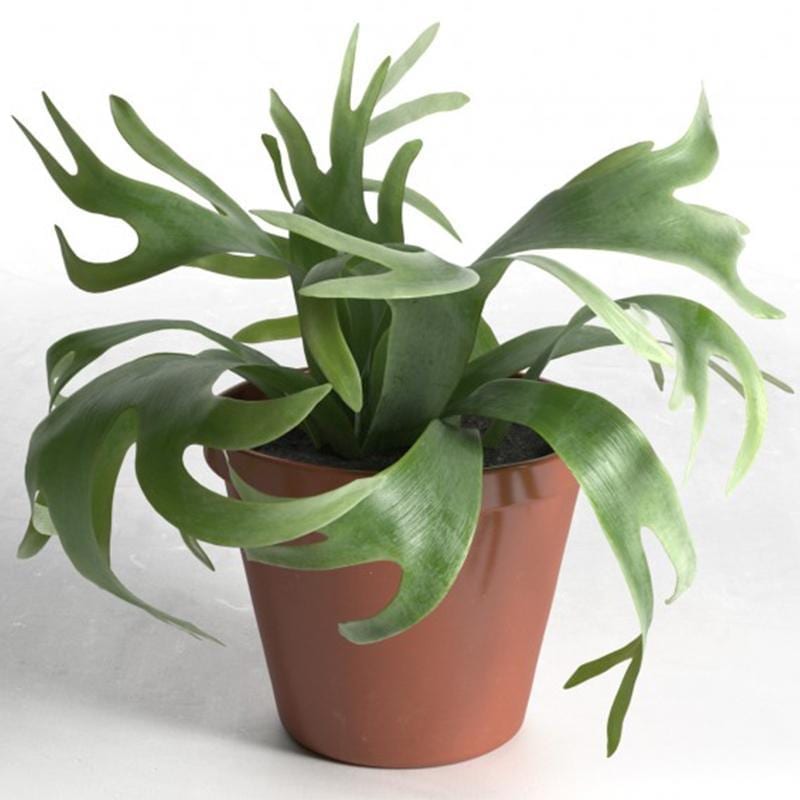 二歧鹿角蕨 Elkhorn Fern (Platycerium bifurcatum)