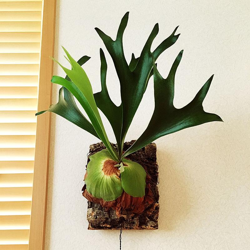 二歧鹿角蕨 Elkhorn Fern (Platycerium bifurcatum)