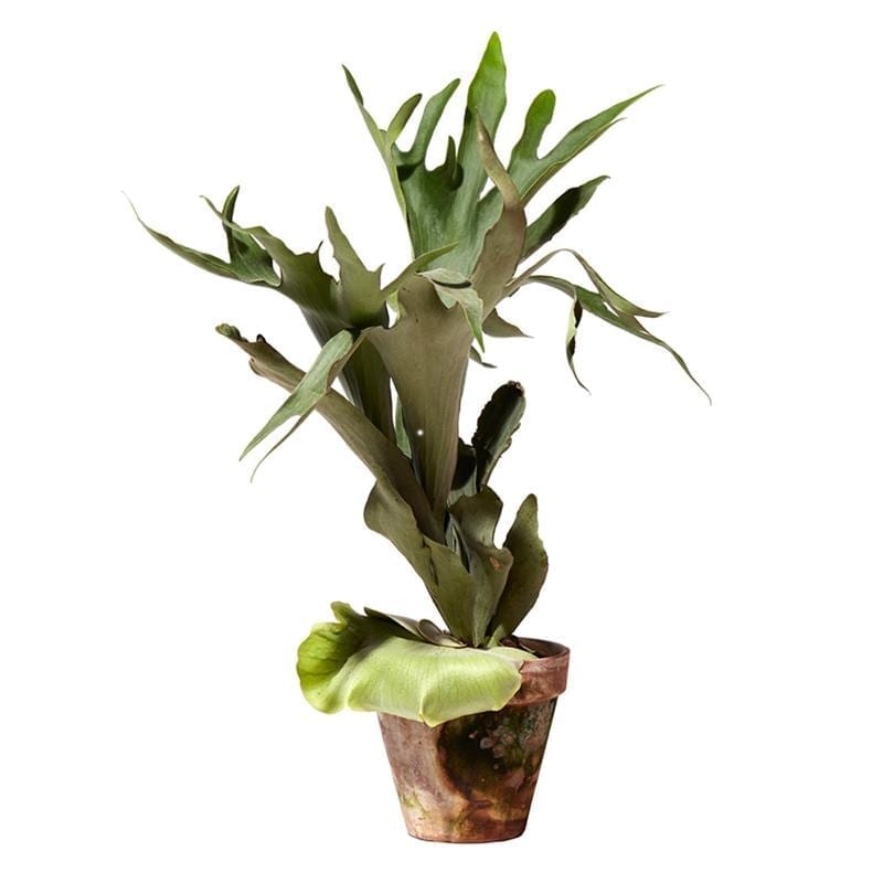 二歧鹿角蕨 Elkhorn Fern (Platycerium bifurcatum)