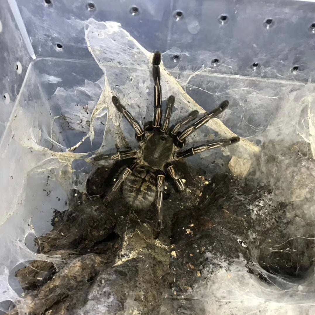 タイゼブラタランチュラ