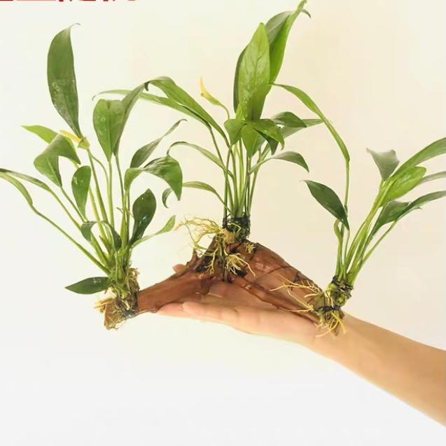 アヌビアス・バルテリー(流木付き)