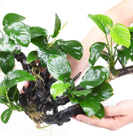 アヌビアス・ナナ (流木付き)