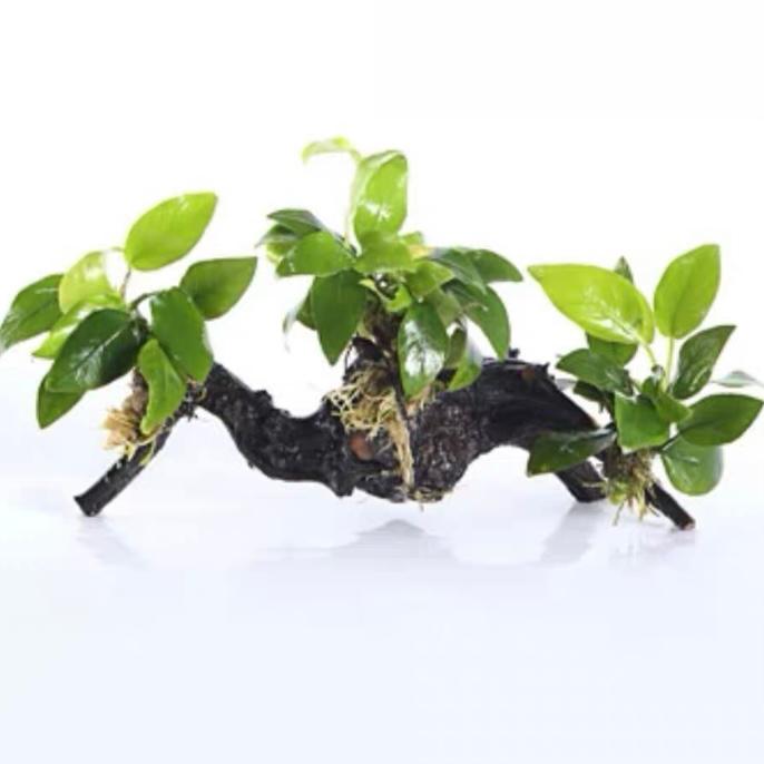 アヌビアスナナゴールデン(流木付き)