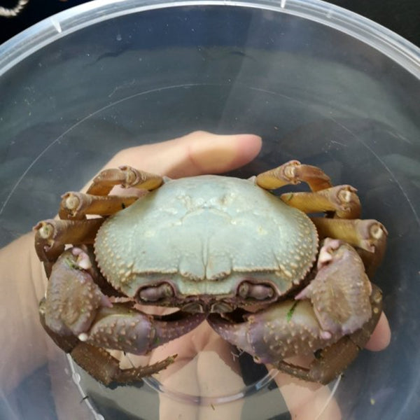 ブルーインドシナモンクラブ