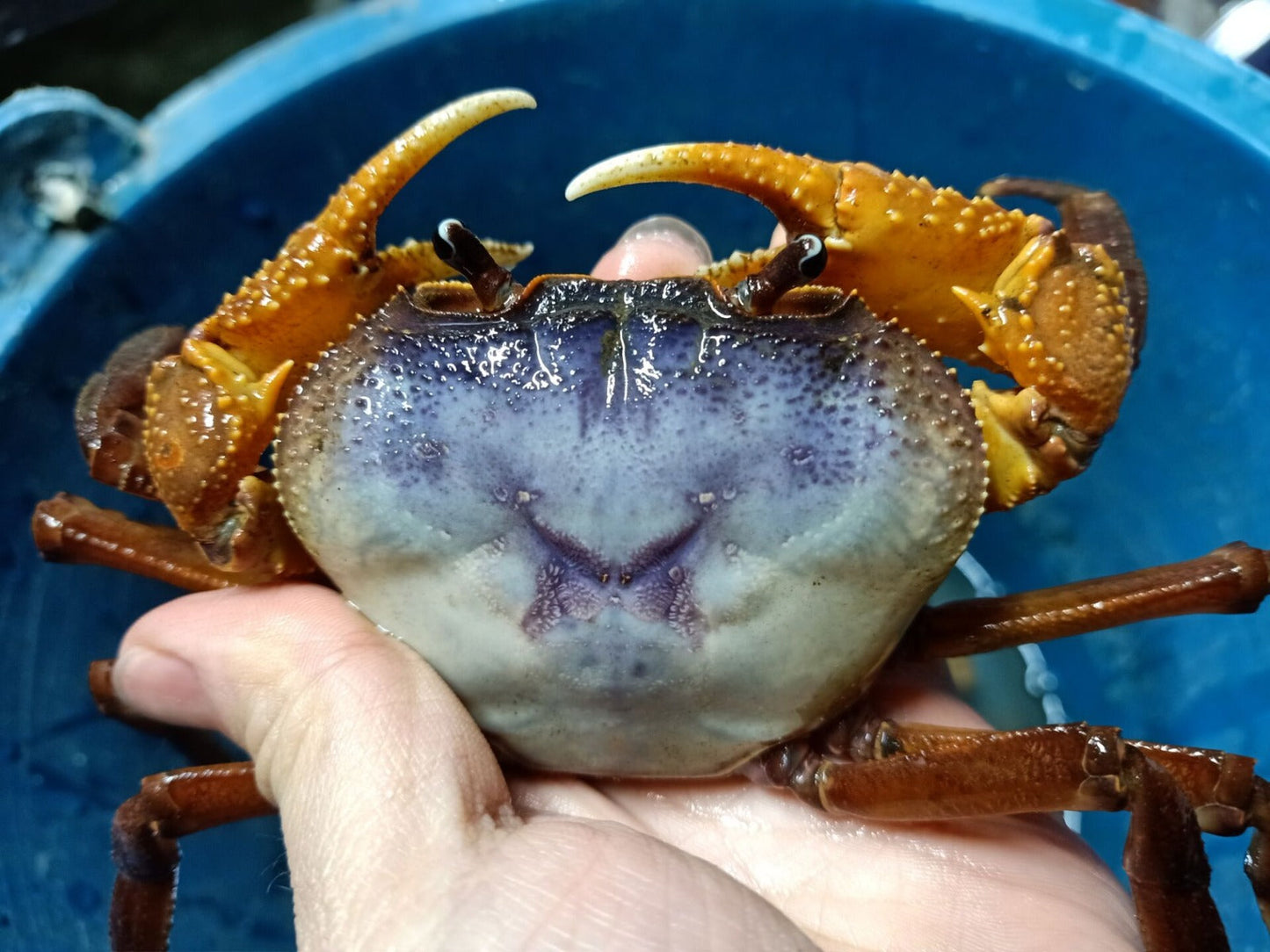 ブルーインドシナモンクラブ